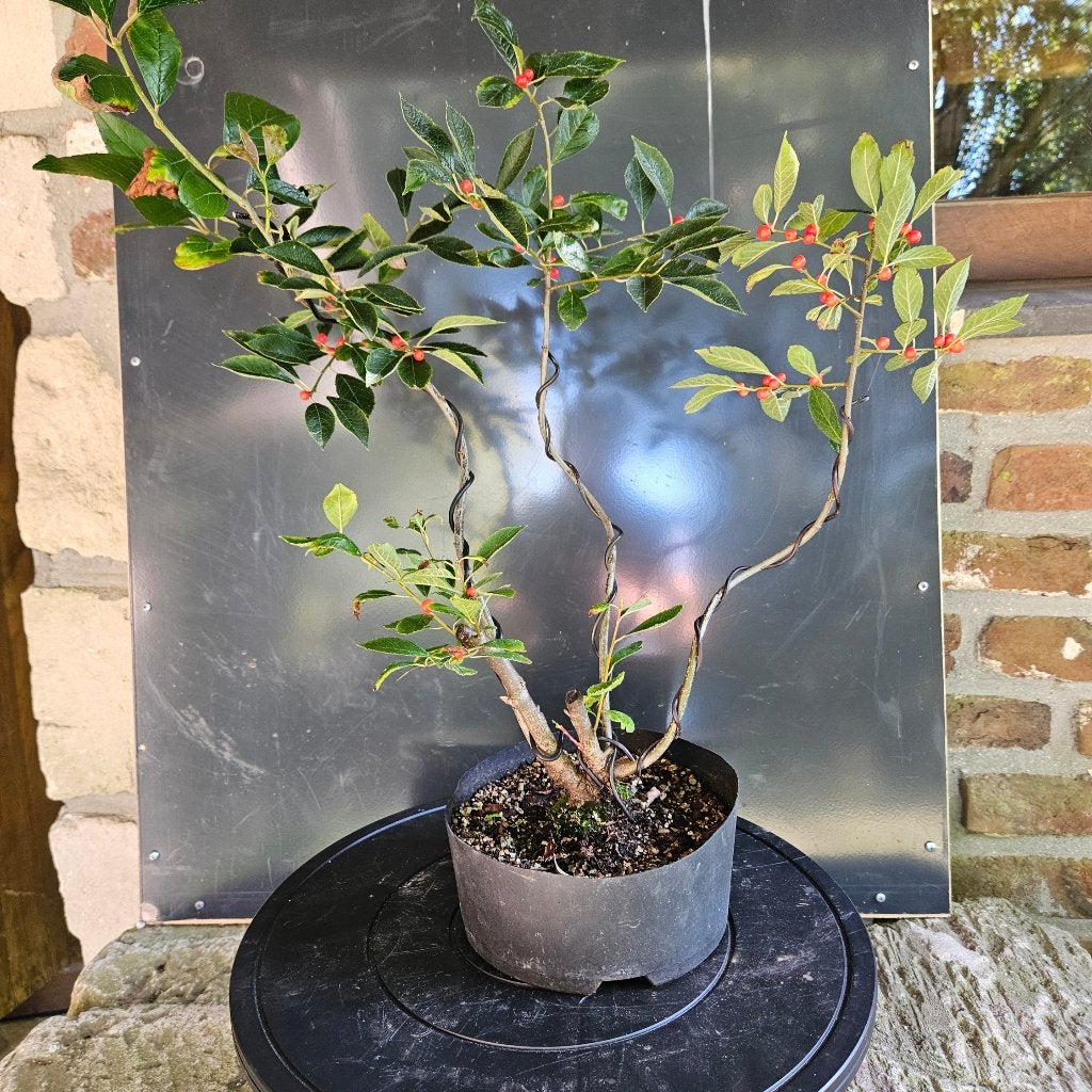 Ilex verticillata Vrouwelijk voor Bonsai, Tuin en Terras, Ophalen