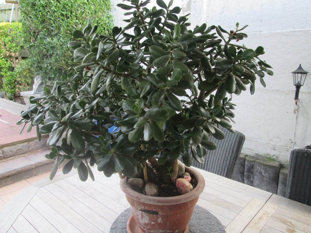 sierplant crassula ovata of levensboom, Maison & Meubles, Autres espèces, En pot, Plante à fleurs, Moins de 100 cm