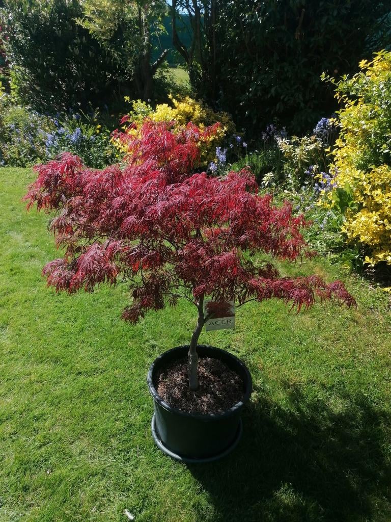 Érable japonais Acer palmatum garnet, Tuin en Terras, Esdoorn