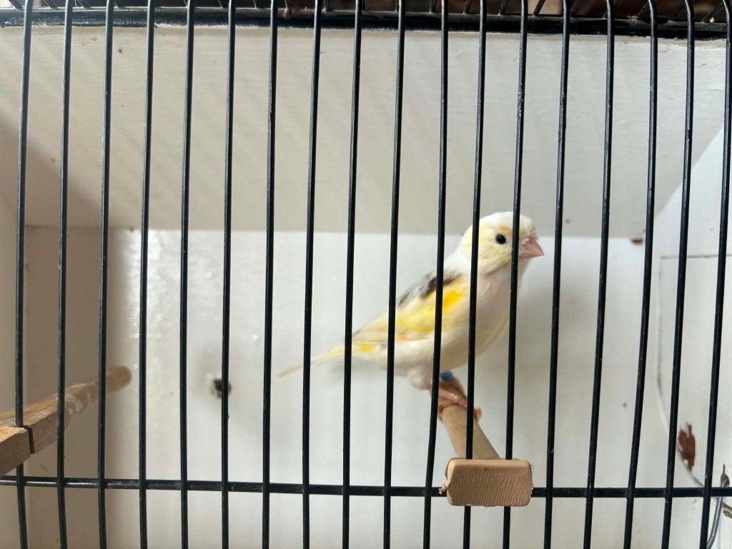 kanaries, Dieren en Toebehoren, Vogels | Kanaries, Meerdere dieren, Kleurkanarie