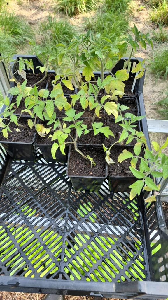 Tomaten plantjes, Tuin en Terras, Ophalen, Volle zon, Groenteplanten, Eenjarig