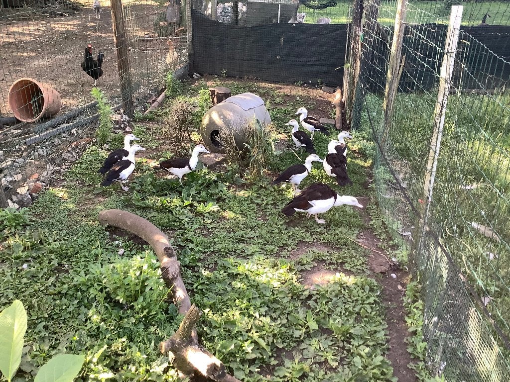 eenden Radjah, Meerdere dieren, Eend