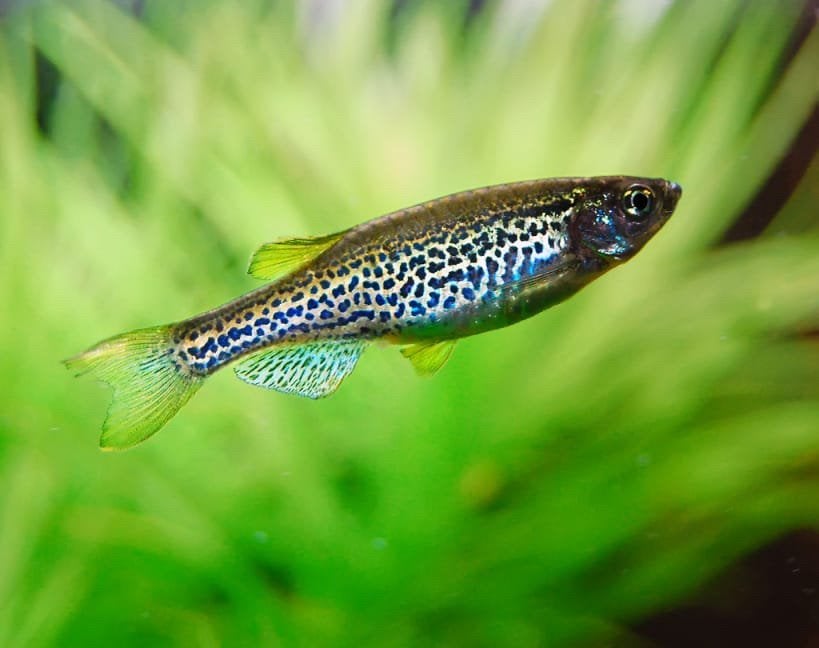 Luipaard danio, Dieren en Toebehoren, Vis, Zoetwatervis, Schoolvis