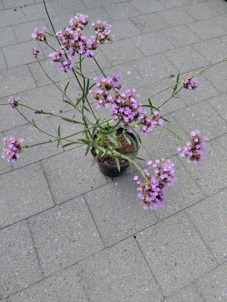 Verbena Bonariesis, Enlèvement