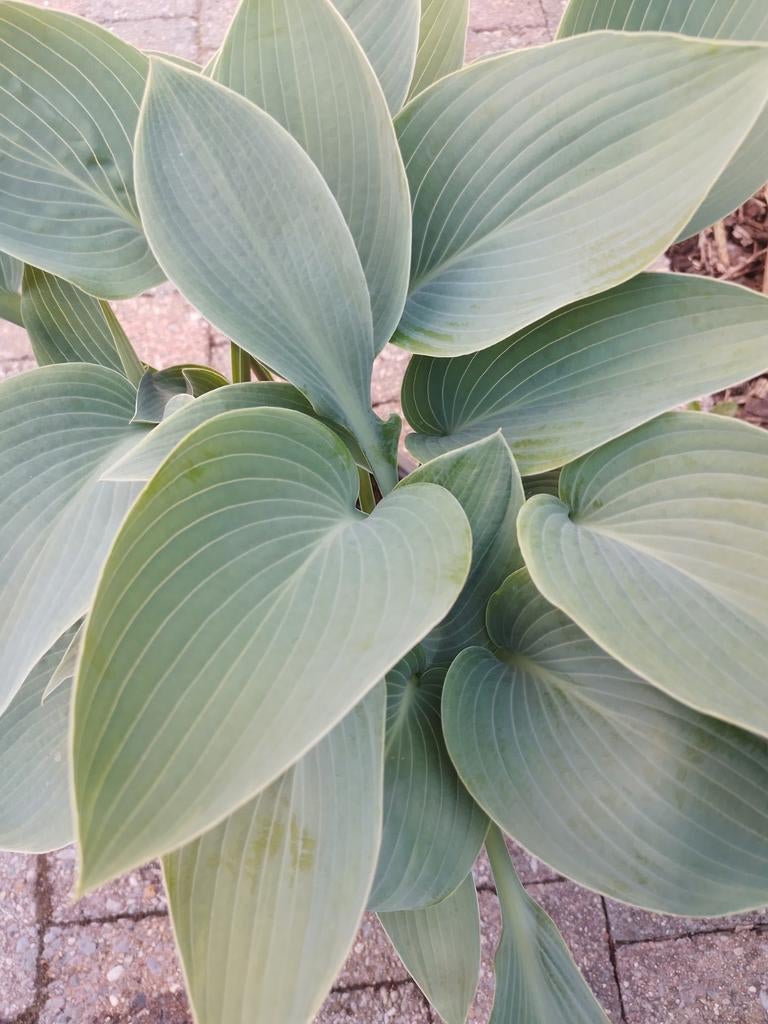 Hosta, Tuin en Terras, Vaste plant, Halfschaduw, Zomer, Ophalen