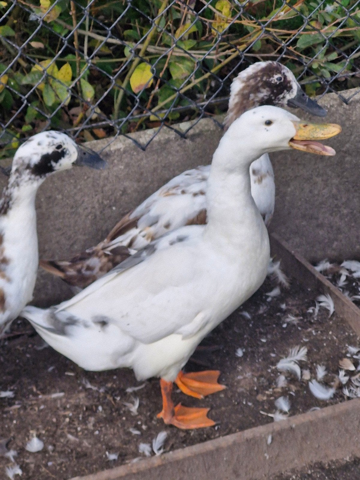 huttegemse eenden: 4 woerden