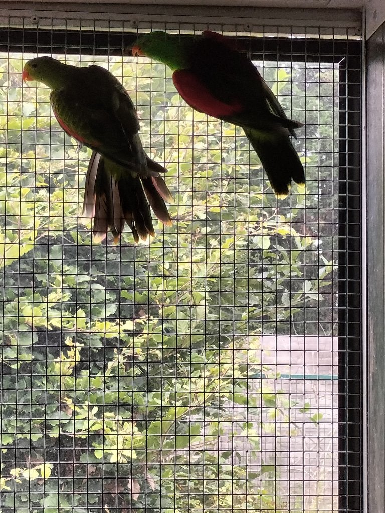 Roodvleugel parkiet, Meerdere dieren, Parkiet