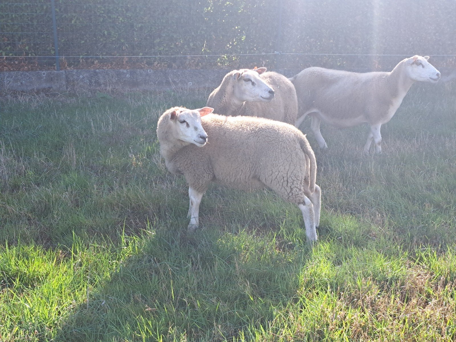 Ramlam te koop
