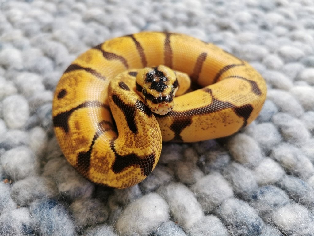 Koningspython; python regius; 1.0; Super Enchi Pastel Ball Python photo 4