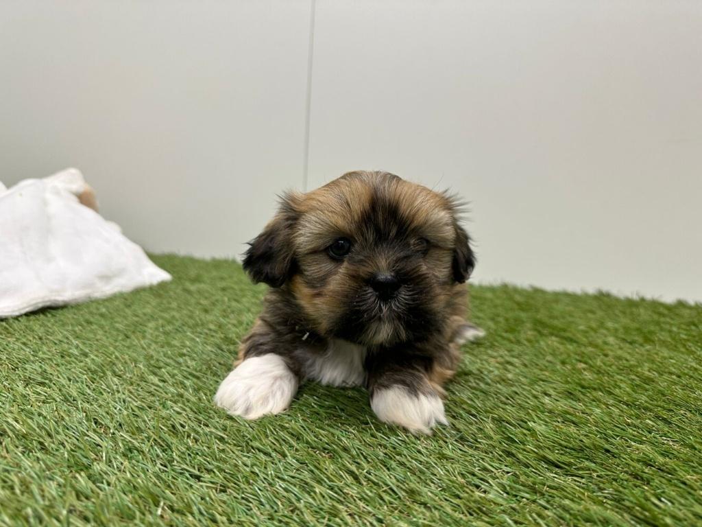 Nestje Lhasa Apso pups, Parvo, België, Overige rassen, 8 tot 15 weken