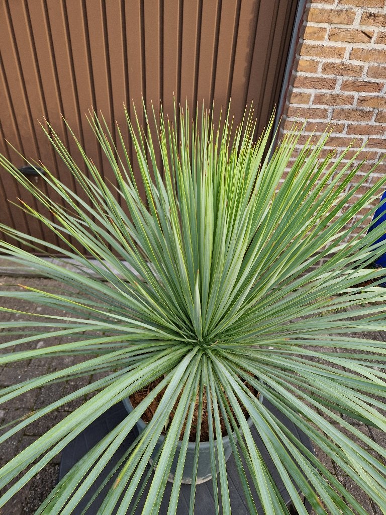 Yucca Rostrata dikke stam in pot., Tuin en Terras, Ophalen