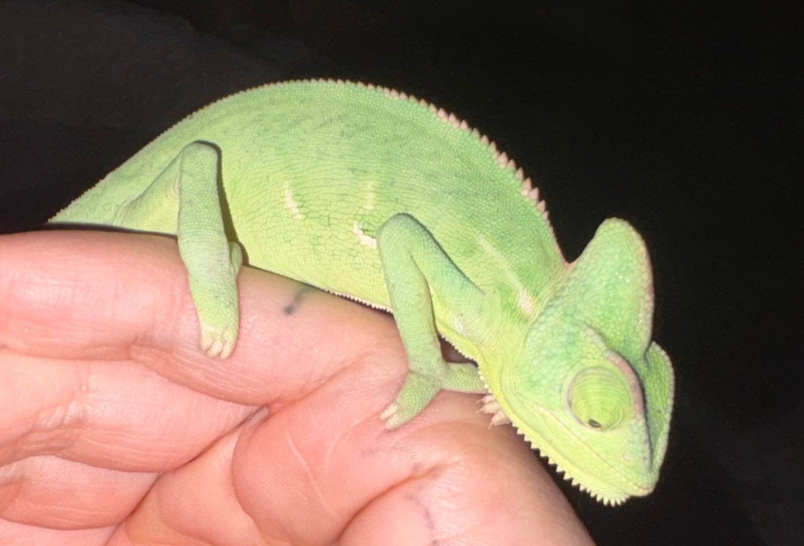 Jemen kameleon, Animaux & Accessoires, Reptiles & Amphibiens | Accessoires, Enlèvement