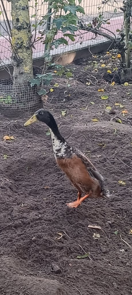 Loopeend, Animaux & Accessoires, Canard