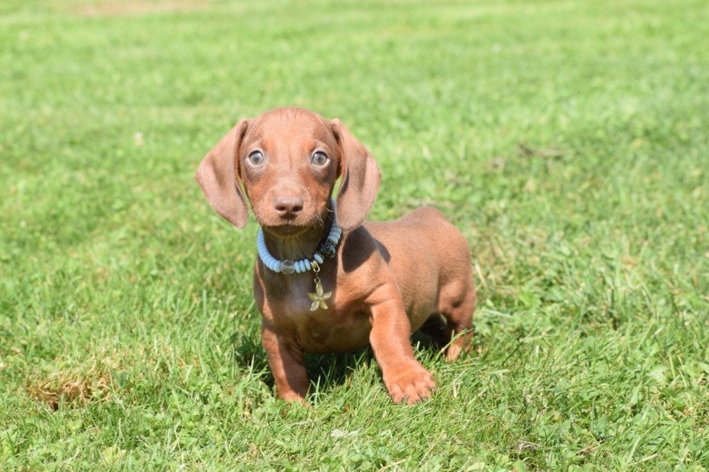 Les chiots teckel restent beaux et petits, Animaux & Accessoires, Chiens | Teckels & Bassets, Poils courts, Plusieurs, Nain, Belgique