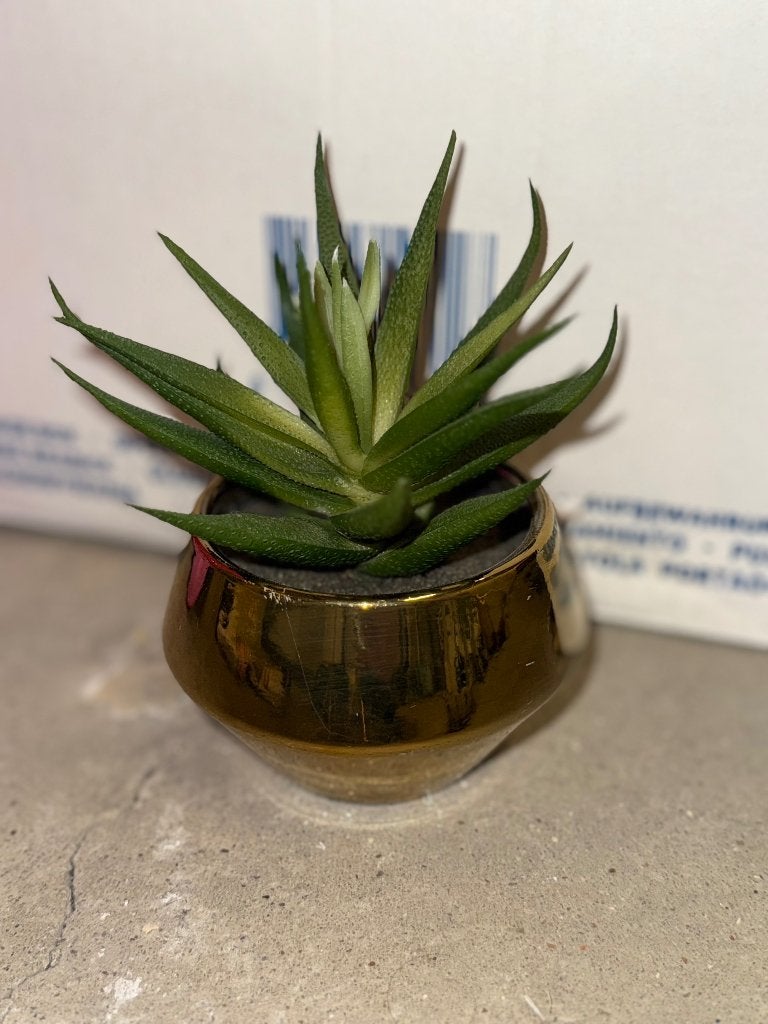 Plante artificielle Casa, Neuf, Enlèvement ou Envoi, Plante artificielle, Autres marques
