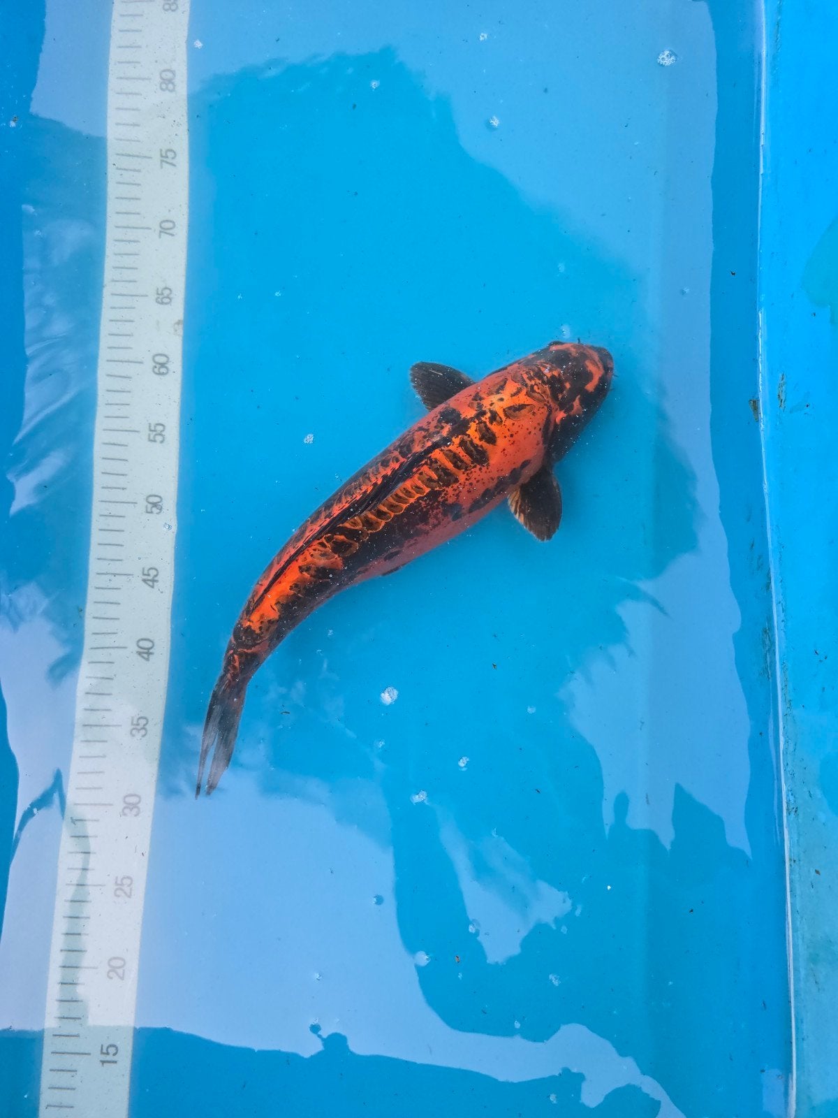 Beaux koi japonais, Animaux & Accessoires