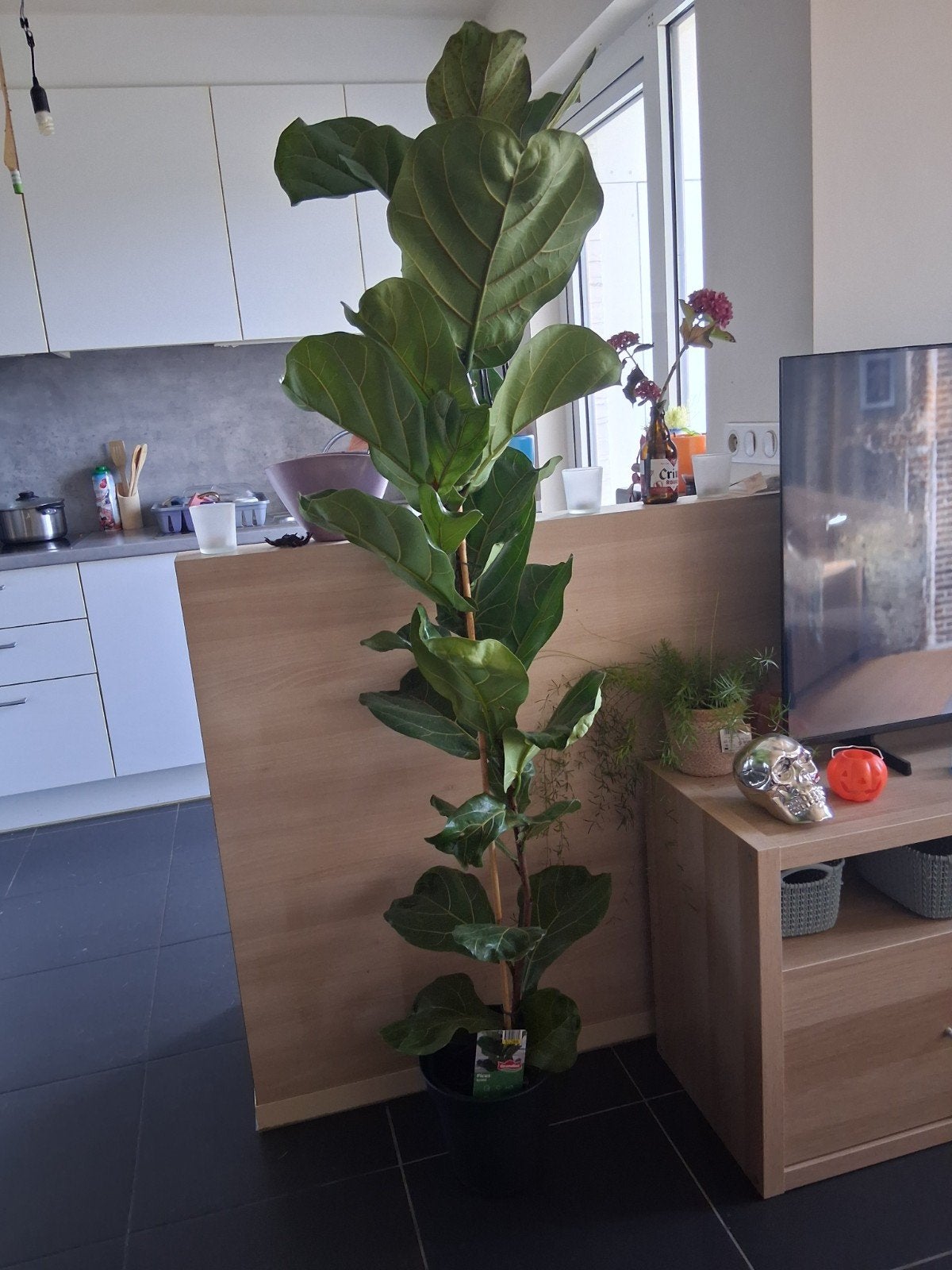Ficus lyrata, Huis en Inrichting, Ficus, In pot, 150 tot 200 cm, Groene kamerplant