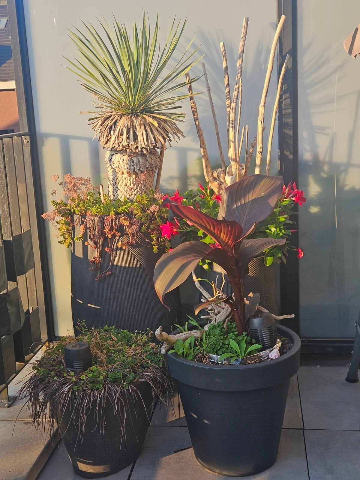 6 Terras planten 2 yucca rostrata palmen incl potten, Jardin & Terrasse, Plantes | Arbres, En pot, Plein soleil, Enlèvement, Palmier