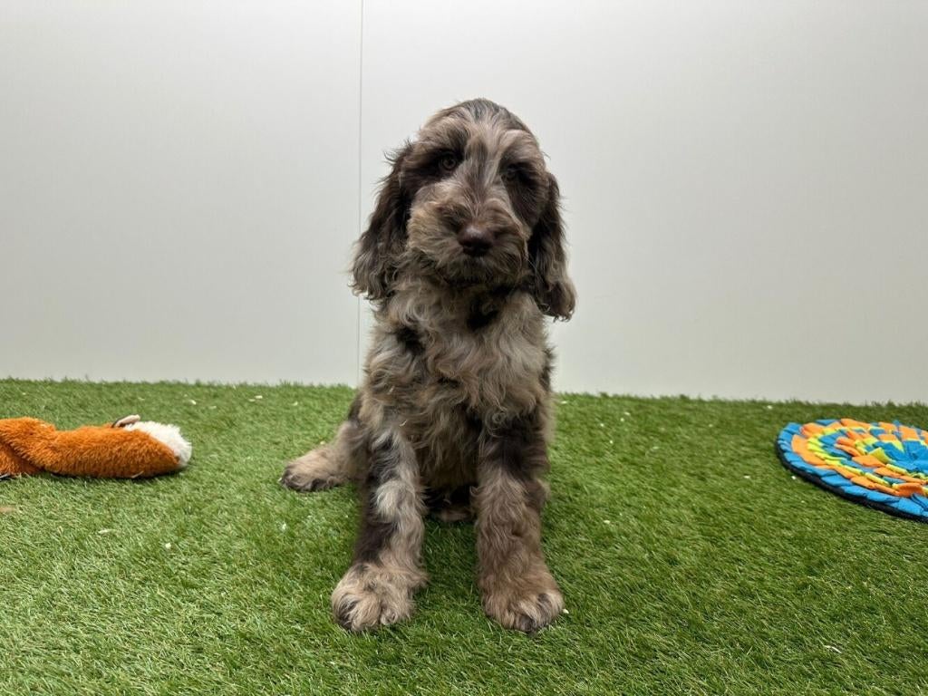 Cockapoo pups (F1)