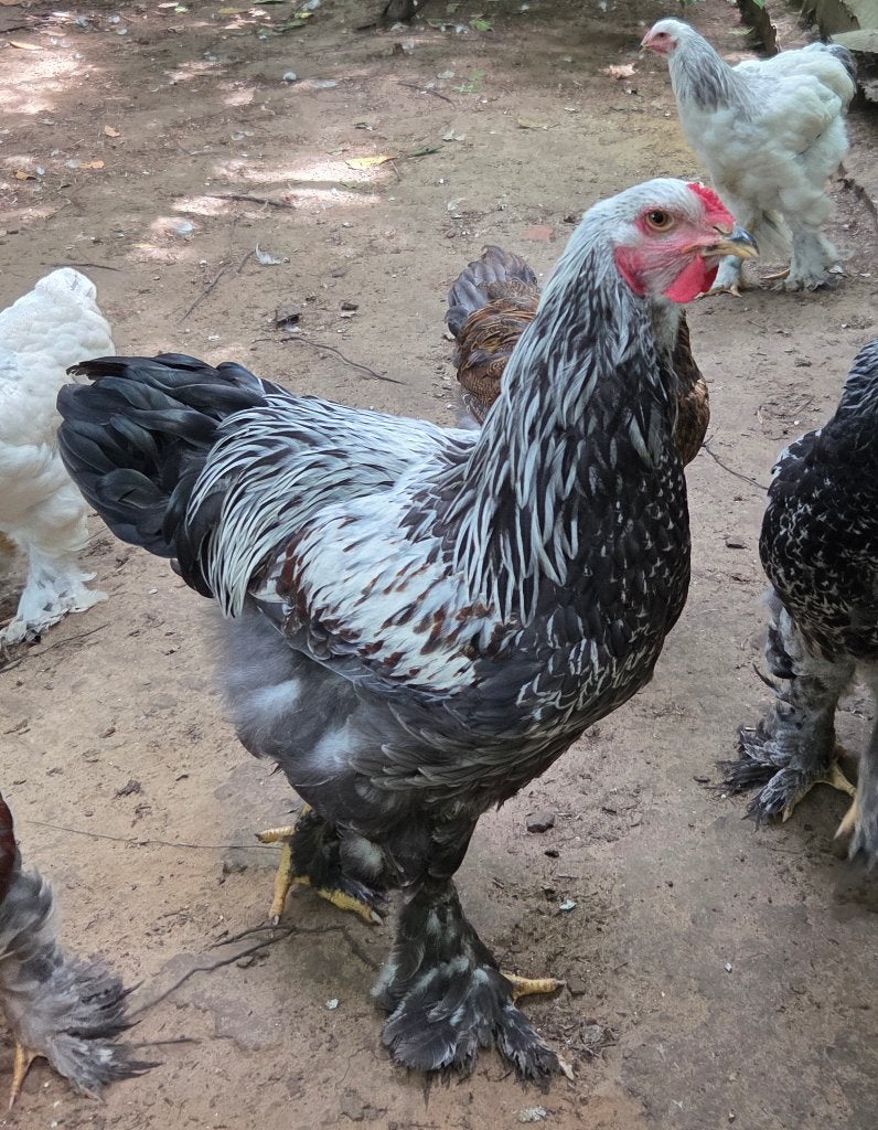 Brahma zilver/zilverblauw patrijs haantjes, Dieren en Toebehoren, Pluimvee, Mannelijk, Kip