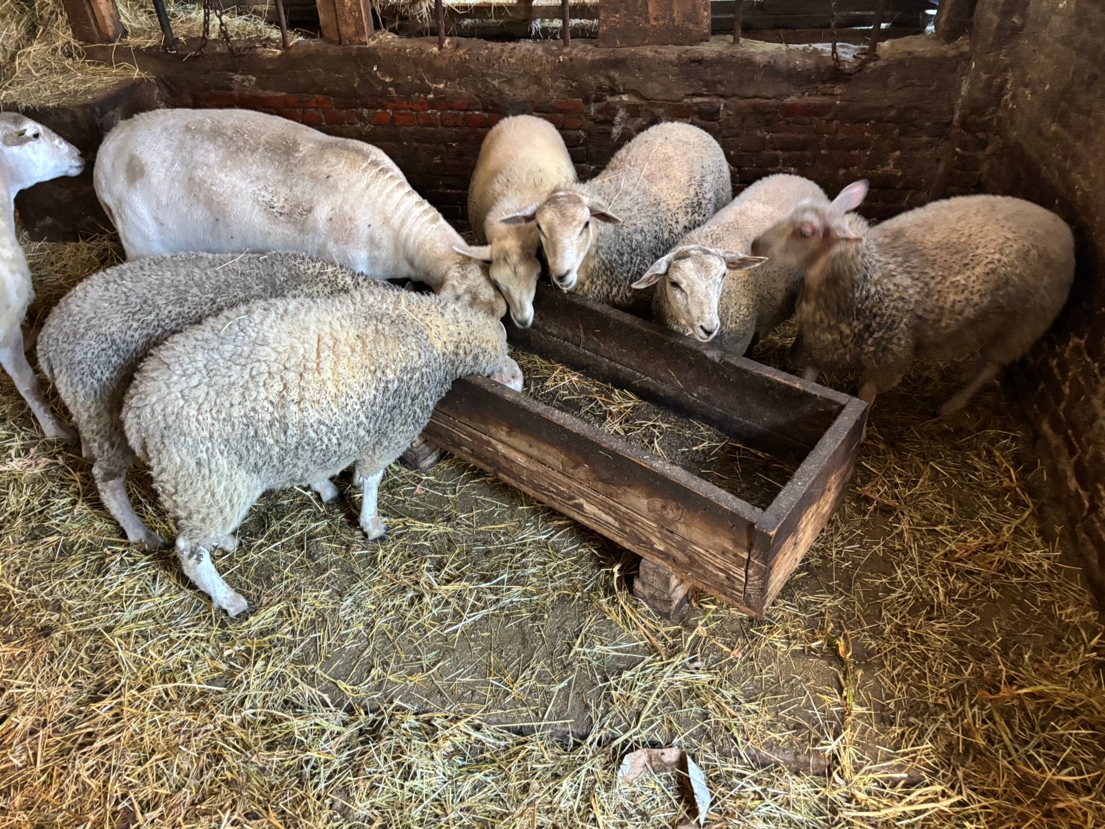 Lammeren te koop, Dieren en Toebehoren