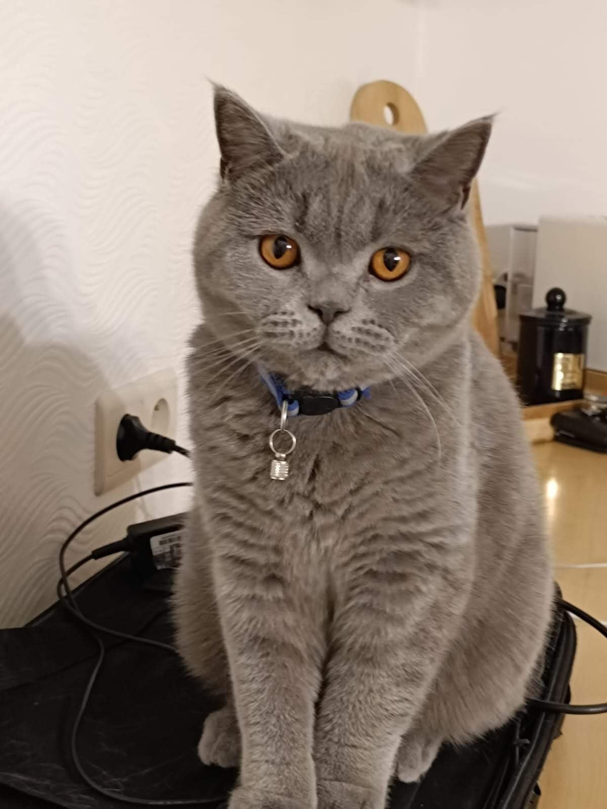 Britse Korthaar, Animaux & Accessoires, Chats & Chatons | Chats de race | Poil ras, Chat, Avec puce électronique, 3 à 5 ans