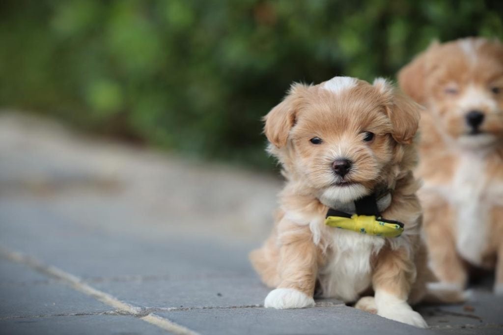 Chiots Maltipoo, mélange maltais x caniche, Autres races, Plusieurs, Hépatite contagieuse (maladie de Rubarth), Belgique