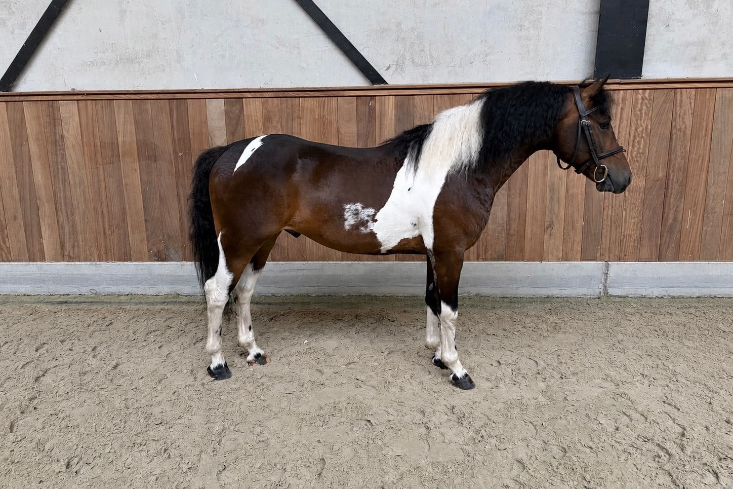 Kwalitatieve jonge pony’s, Dieren en Toebehoren, Met stamboom, 3 tot 6 jaar