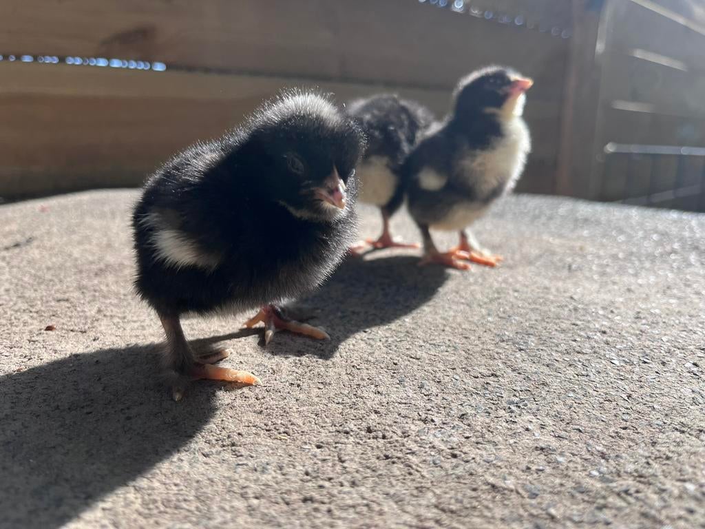 Mechelse koekoek kuikens, Dieren en Toebehoren, Pluimvee