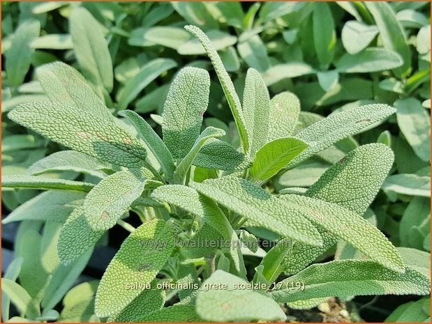 Tuinkruiden: Keukensalie en Roomse Kervel, Jardin & Terrasse, Plantes | Jardin, Enlèvement, Plante fixe, Herbes, Plein soleil