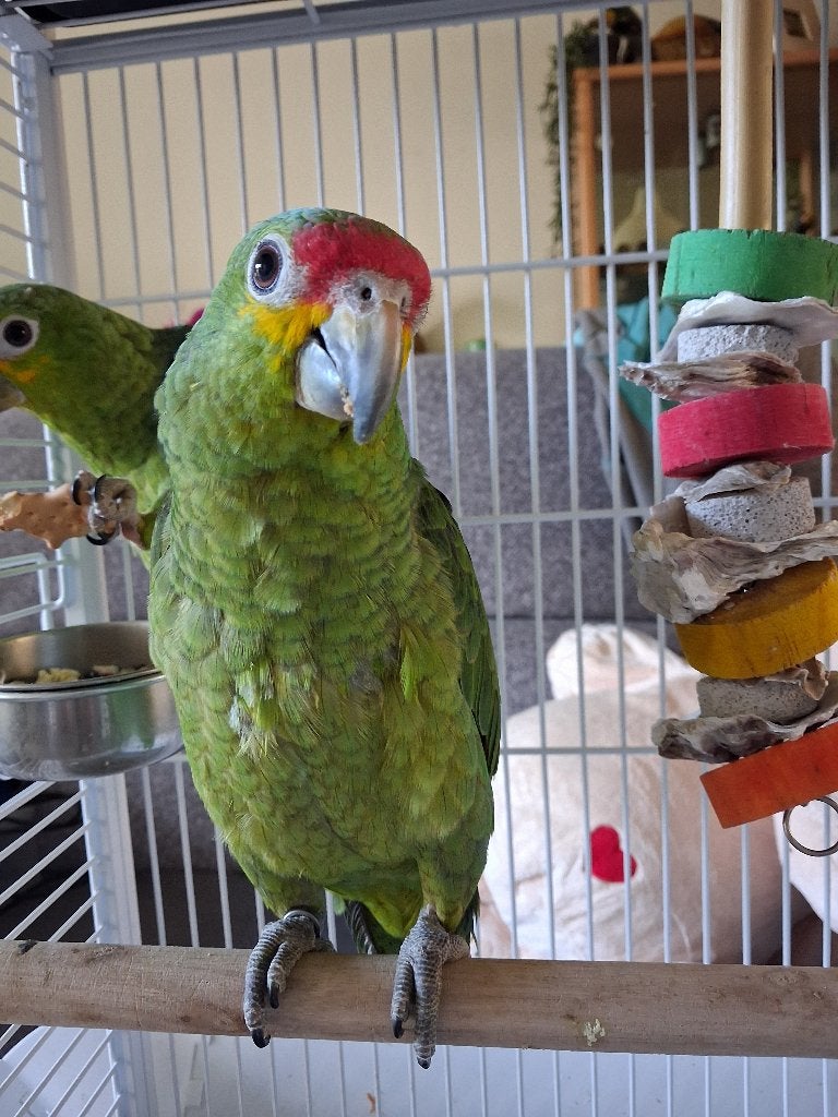 tamme geelwang amazone papegaai, Papegaai, Tam