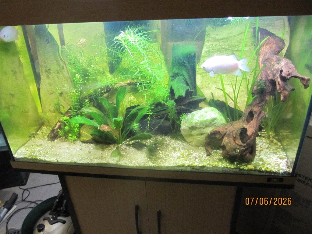 Rio 125 met 3 zoenvissen, Animaux & Accessoires, Enlèvement, Filter