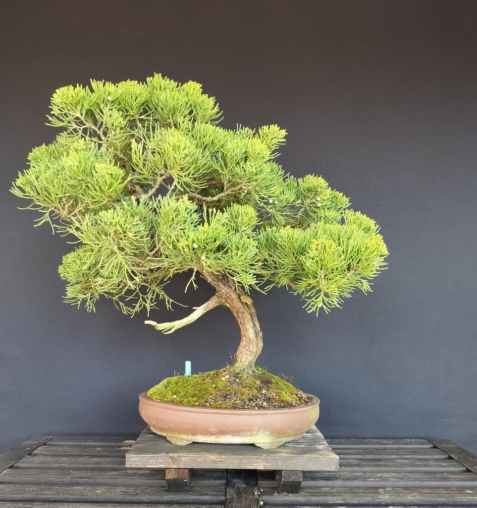 Juniper bonsai, Ophalen