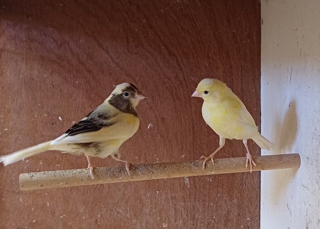 Kanaries, Dieren en Toebehoren