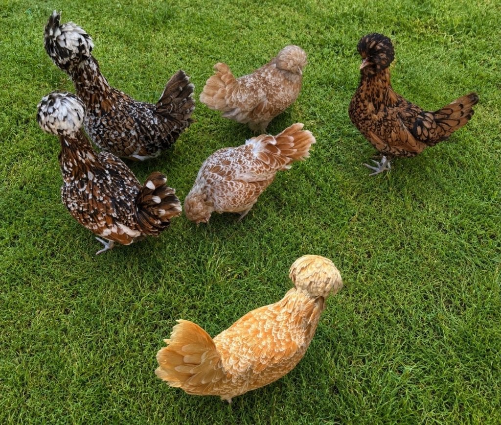 Padua broedeieren, Femelle, Poule ou poulet