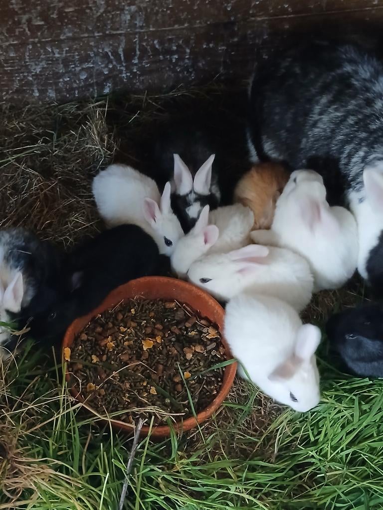 Konijntjes, Vrouwelijk, Middelgroot, 0 tot 2 jaar