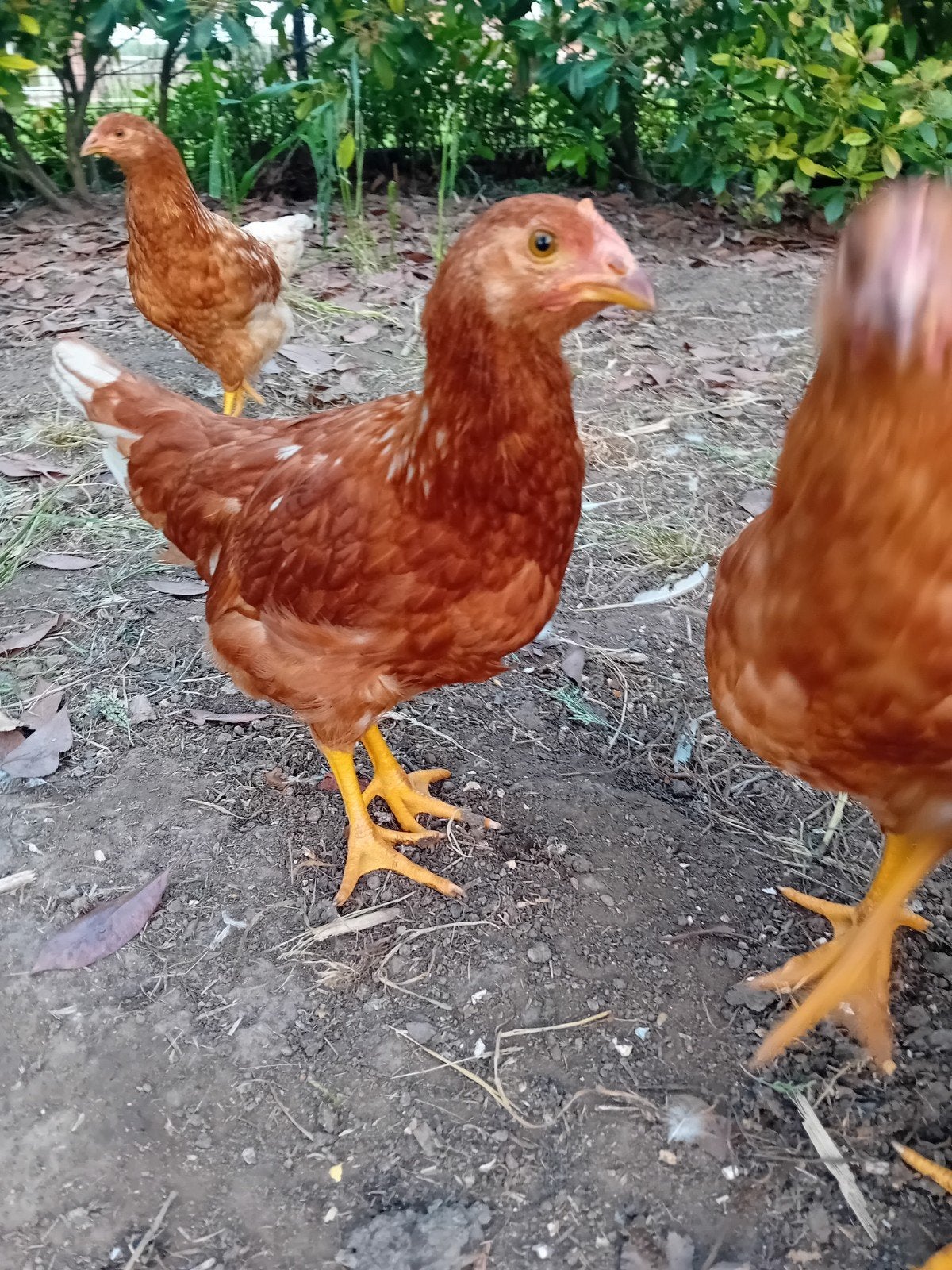 Jonge legkippen isabrown