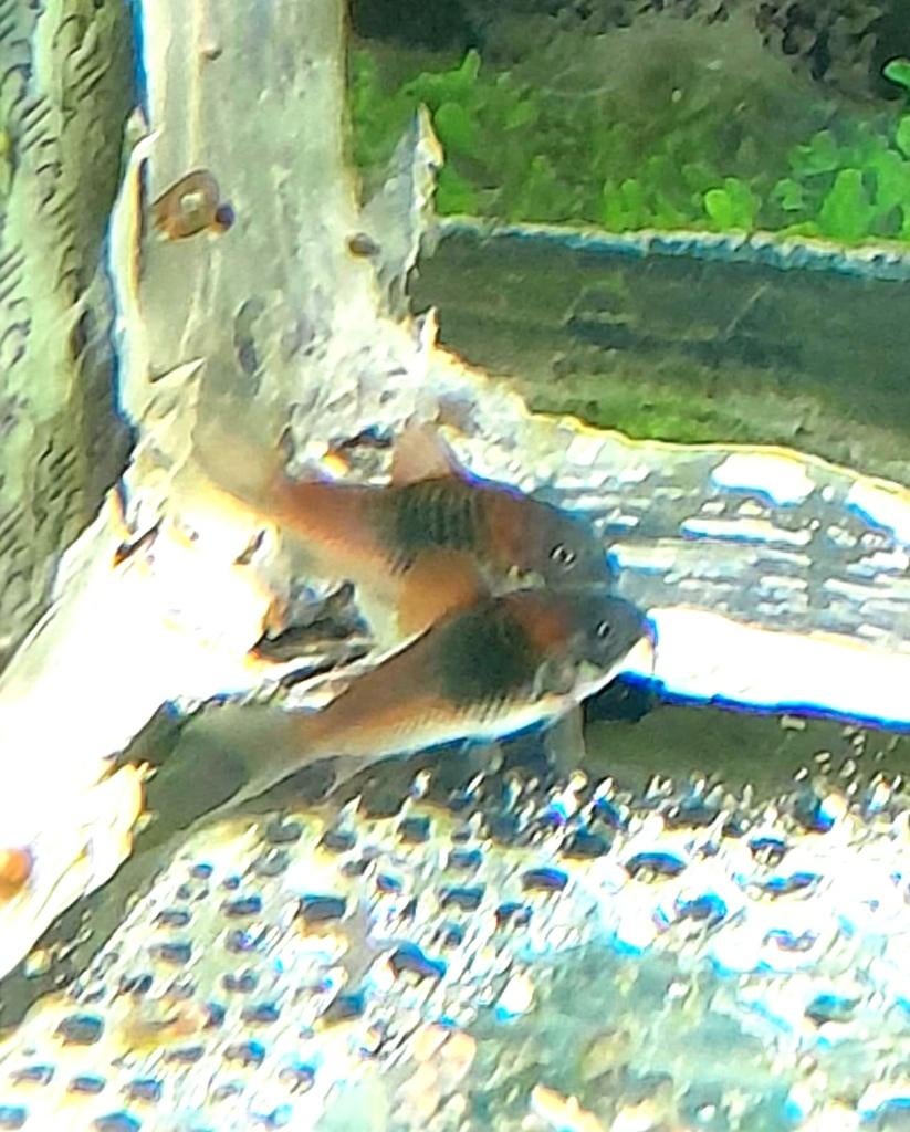 corydoras venezuela 'orange', Dieren en Toebehoren, Vis, Zoetwatervis