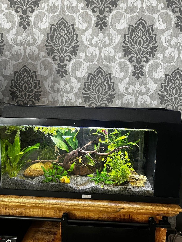 Aquarium, Ophalen, Gebruikt, Verwarming, Juwel