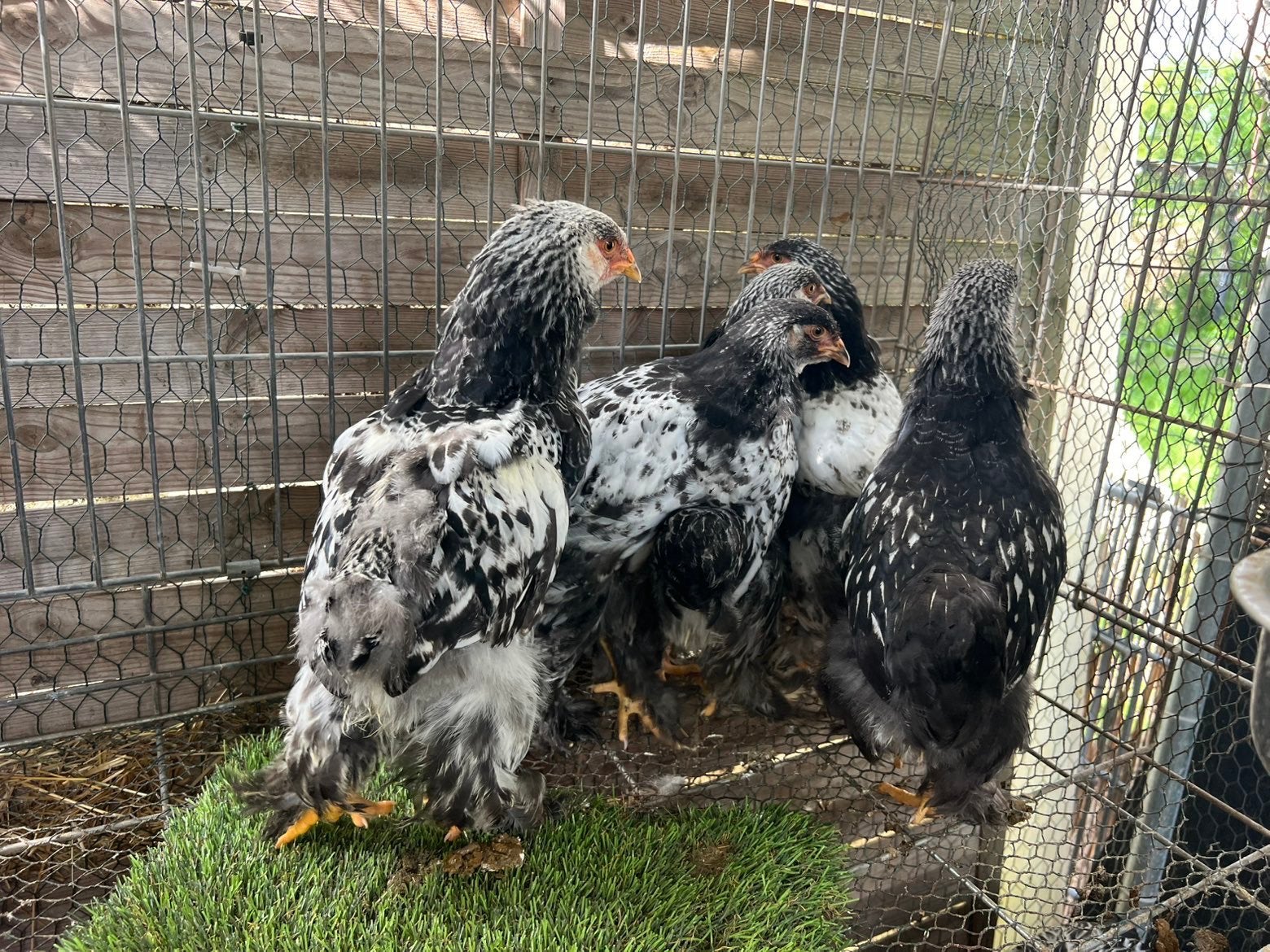 Brahama porcelaine argente