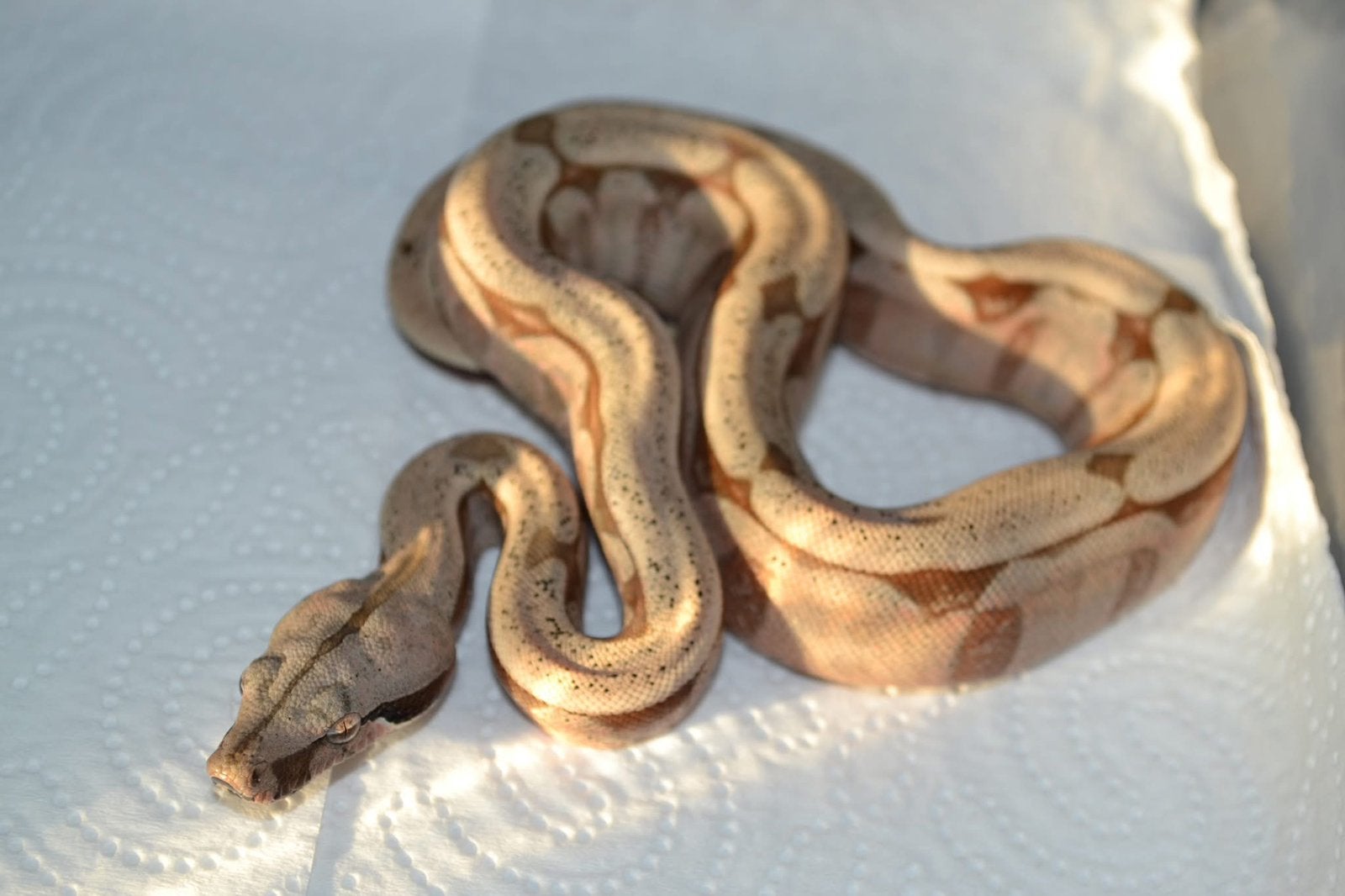 Boa constrictor amarali, Animaux & Accessoires, Serpent, Domestique, 0 à 2 ans