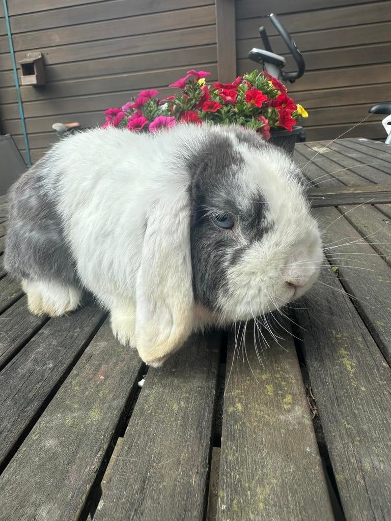 Blauwoog minilop ram, Mannelijk, Klein, Hangoor, 0 tot 2 jaar