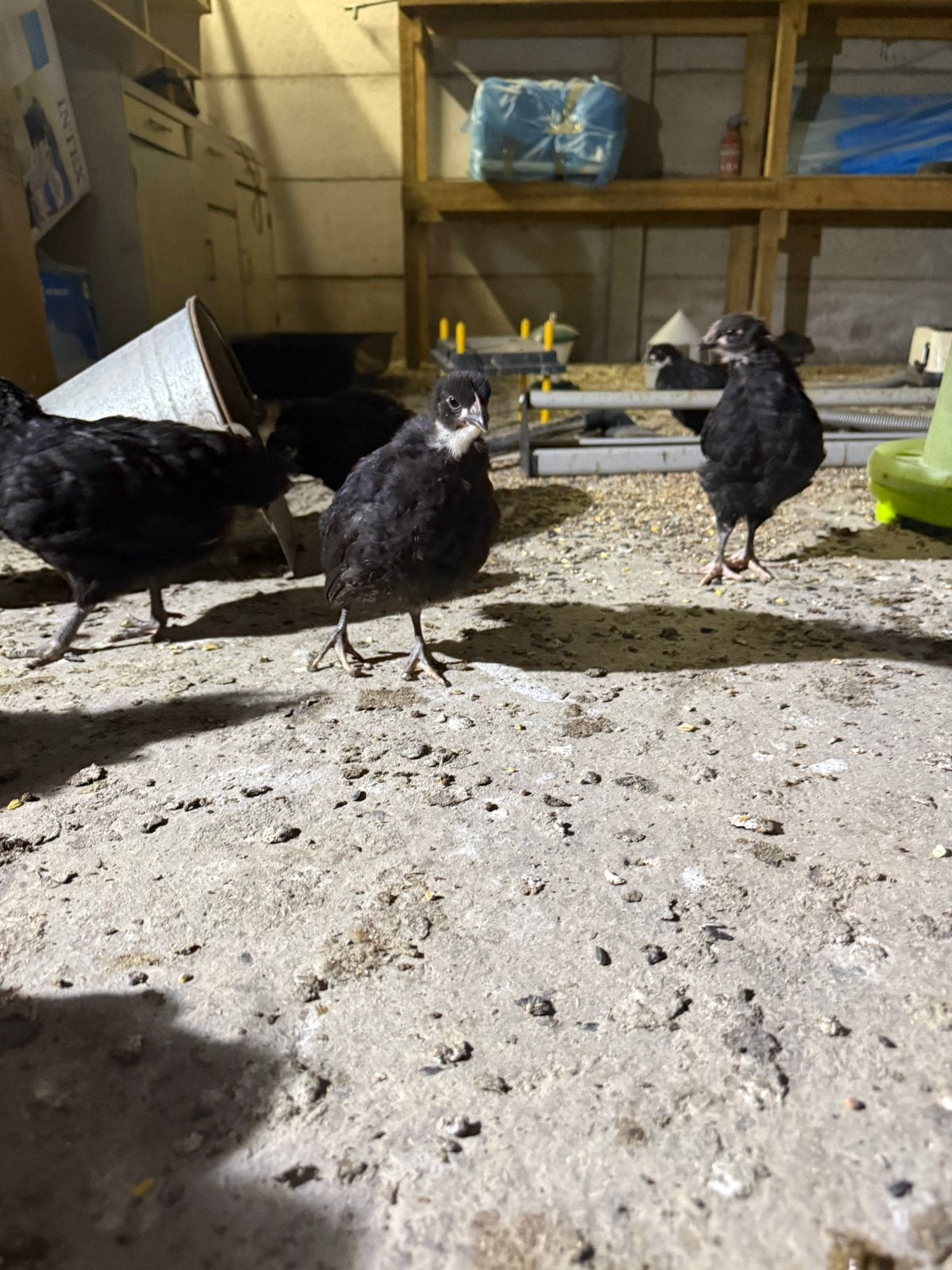 Kuikens australorp en golden comet, Dieren en Toebehoren, Pluimvee
