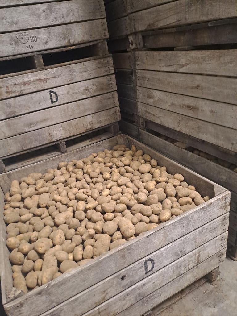 Bintje bewaaraardappelen, Zakelijke goederen, Landbouw | Aardappelen, Groenten, Fruit en Vlees, Ophalen