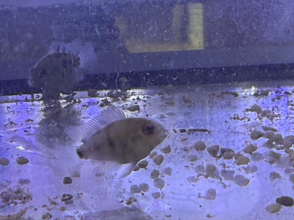 10 kleine papegaai cichliden wit-zwart gestreept, Dieren en Toebehoren, Vis, Zoetwatervis