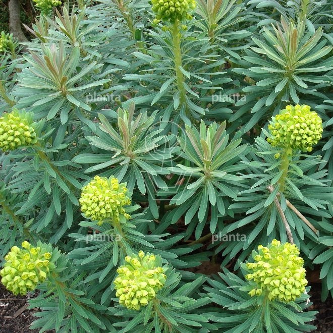 euphorbia wulfenii   in pot, Tuin en Terras, Ophalen, Vaste plant