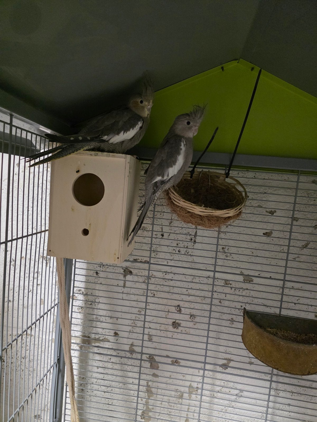 Ik heb 4 van deze valkparkieten te koop., Meerdere dieren