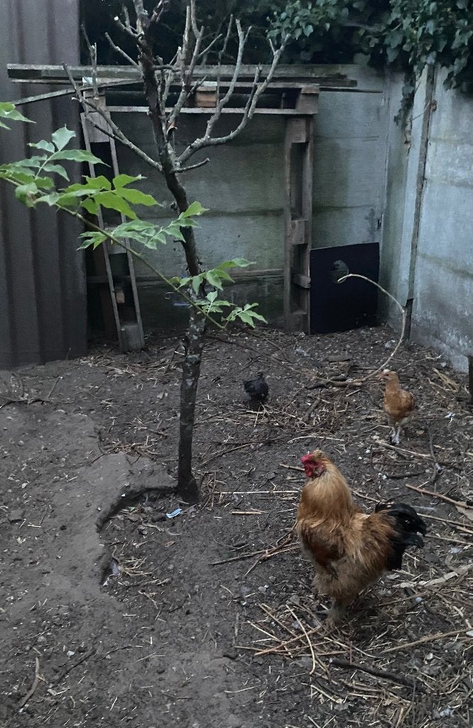 Haantje zoekt thuis, Mâle, Poule ou poulet