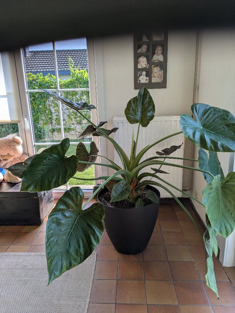 Plant Reuze Olifantsoor / Alocasia macrorrhiza, Ophalen, 100 tot 150 cm, Overige soorten, Halfschaduw