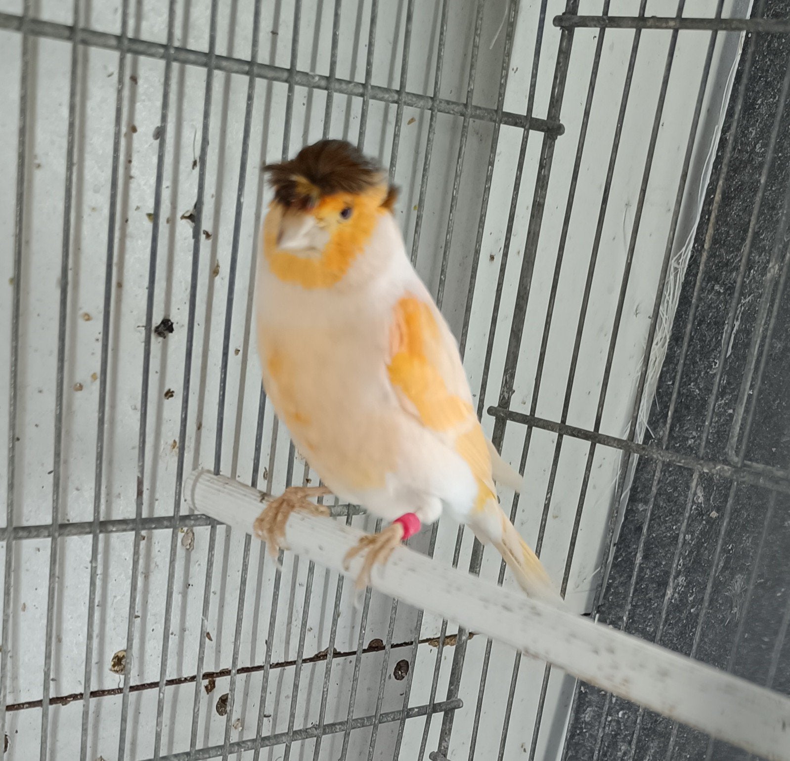 Kanaries, Dieren en Toebehoren